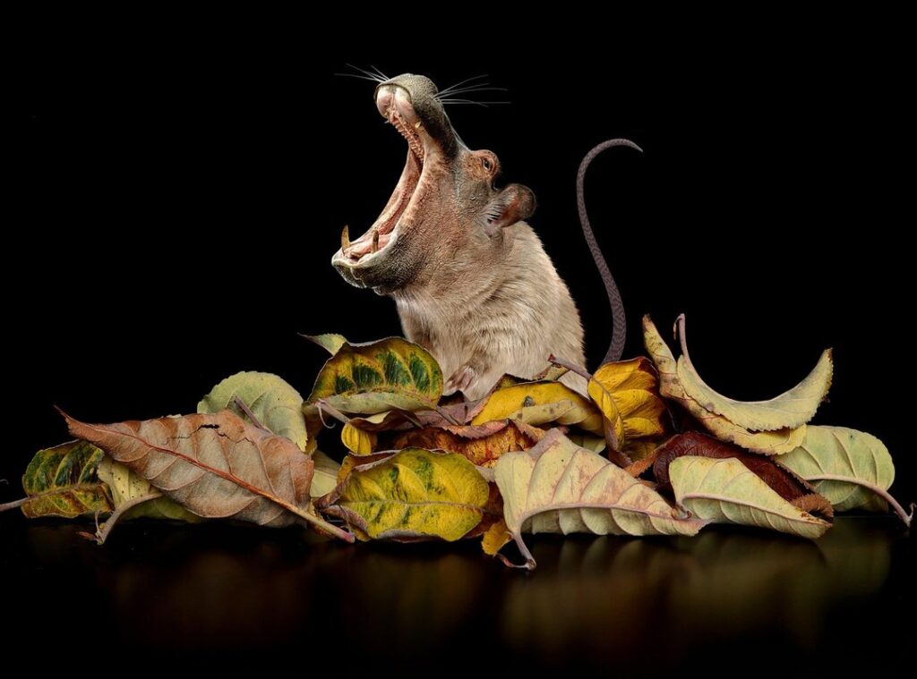 lesser-known gaming genres